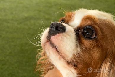 Cavalier king femmina blenheim