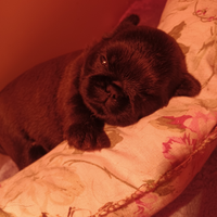 Cuccioli griffoncino belga