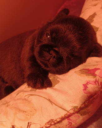 Cuccioli griffoncino belga