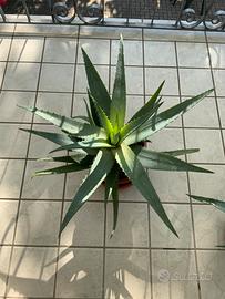 Aloe Vera