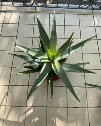 Aloe Vera