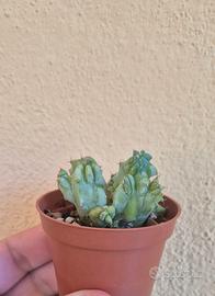 cactus piante grasse 