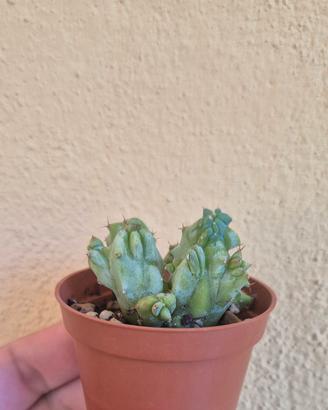 cactus piante grasse 