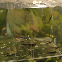 Neocaridine miste gamberetti acquario