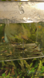 Neocaridine miste gamberetti acquario