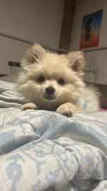 Volpino di pomerania