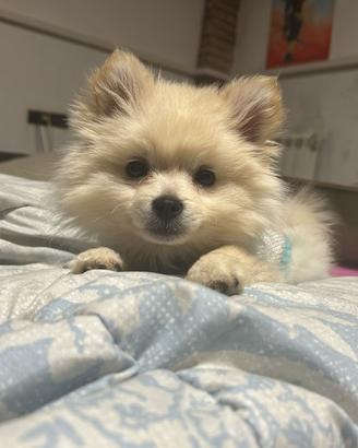 Volpino di pomerania