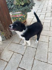 Border collie