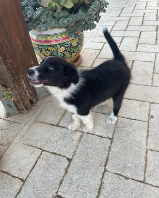 Border collie