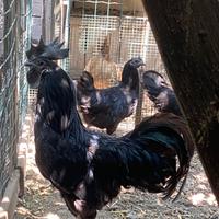 Polli di varie razze