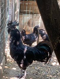 Polli di varie razze