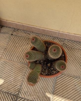 Cactus