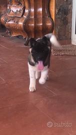 Akita americano cuccioli