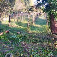 Terreno. Con vigneto e Olivet