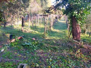 Terreno. Con vigneto e Olivet