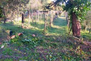 Terreno. Con vigneto e Olivet