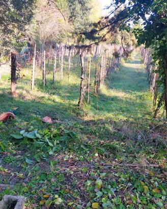 Terreno. Con vigneto e Olivet