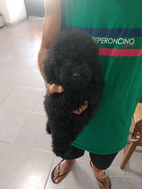 cucciolo di barboncino Total blek 