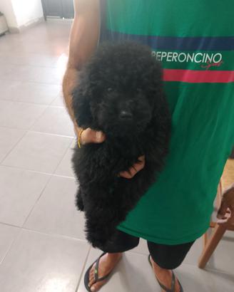 cucciolo di barboncino Total blek 
