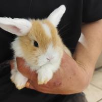 Coniglietti ariete nani