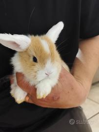 Coniglietti ariete nani