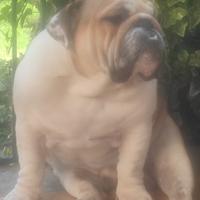 Buldog inglese per accoppiamento