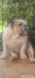 Buldog inglese per accoppiamento
