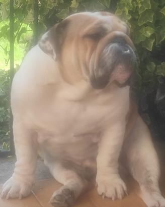 Buldog inglese per accoppiamento