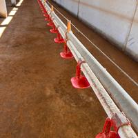 Beveritoi per polli 100m