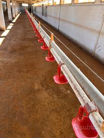 Beveritoi per polli 100m