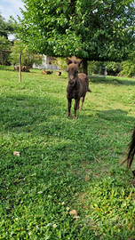 Mini pony maschio