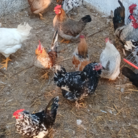 Galline nane