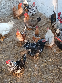Galline nane