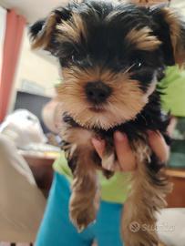 Yorkshire Terrier