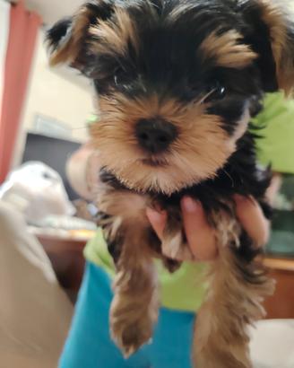 Yorkshire Terrier