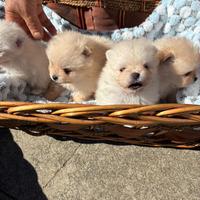 Cuccioli Volpino Pomerania