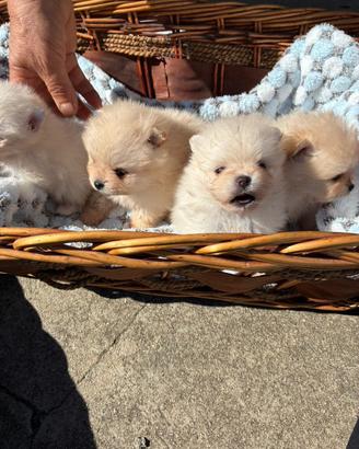 Cuccioli Volpino Pomerania