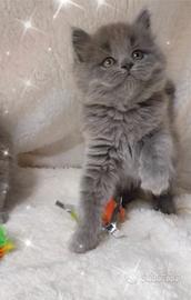 Gattina scottish straight ( British) longhair
