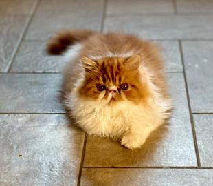 Cucciolo Persiano Ipertipico