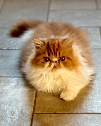 Cucciolo Persiano Ipertipico