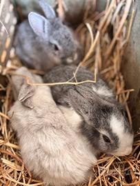Conigli nani