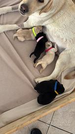 Labrador retriever