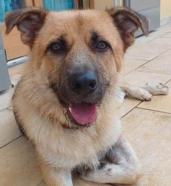 BUBU, a Mantova, cane simpatico