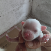 Cuccioli di maltese toy