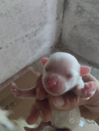 Cuccioli di maltese toy