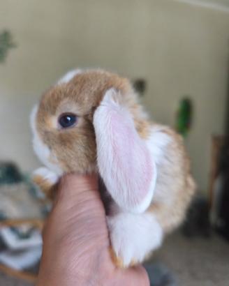 Coniglietto mini occhi ghiaccio