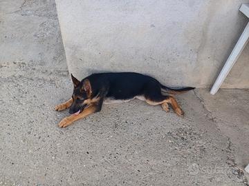 Cucciolo pastore tedesco
