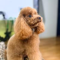 Stallone monta Barboncino Toy con pedigree Enci