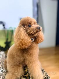 Stallone monta Barboncino Toy con pedigree Enci