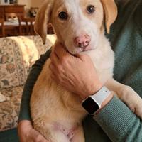 Cuccioli taglia piccola e media in adozione